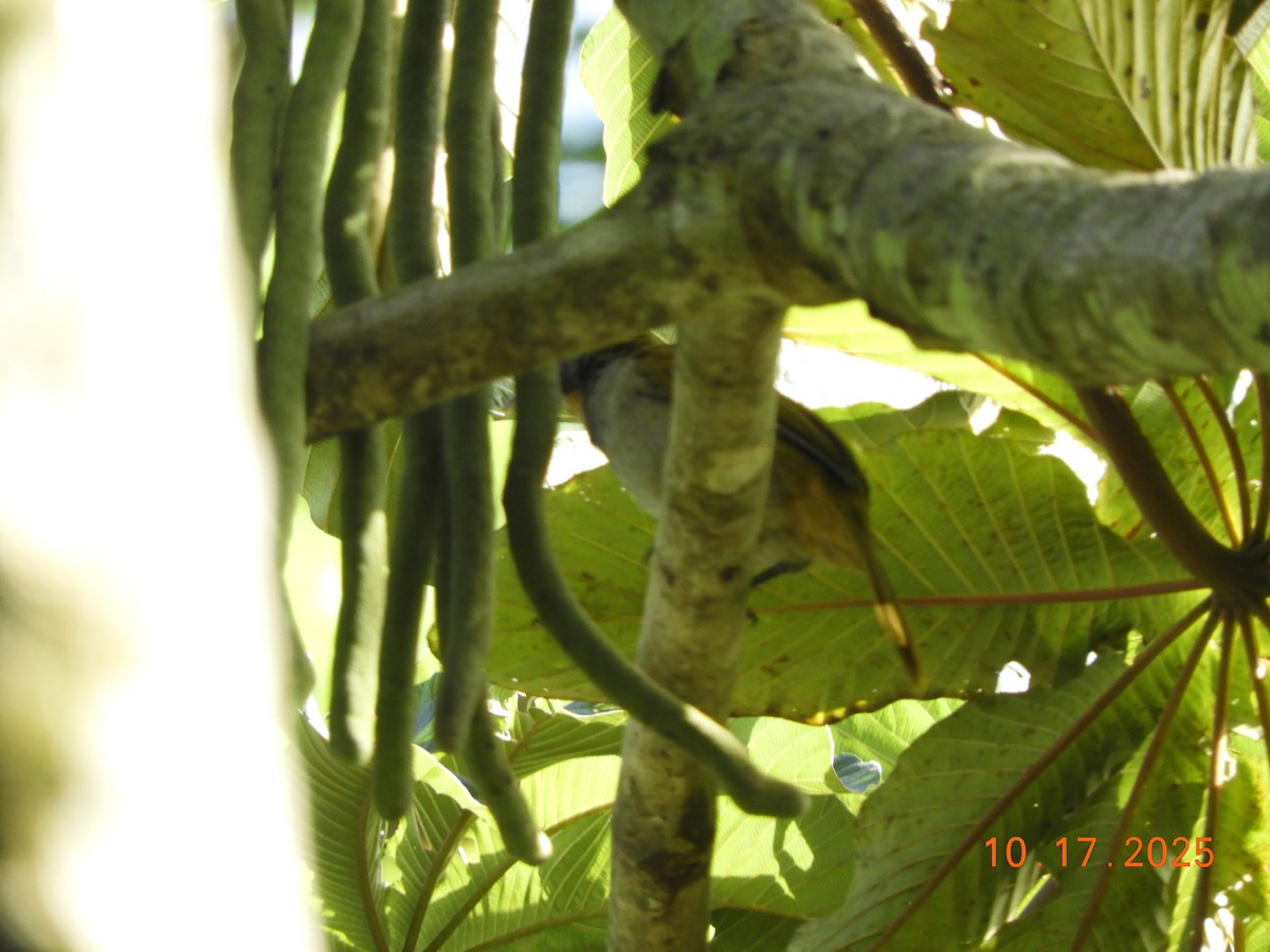 Buff-throated Saltator - ML644176166