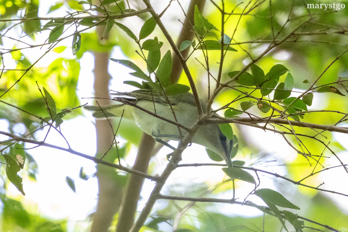 Red-eyed Vireo - ML644176180