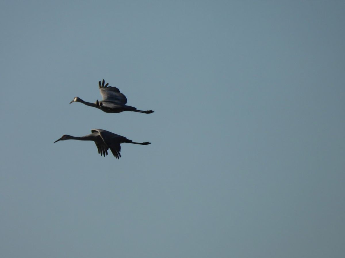 Sandhill Crane - ML644176184