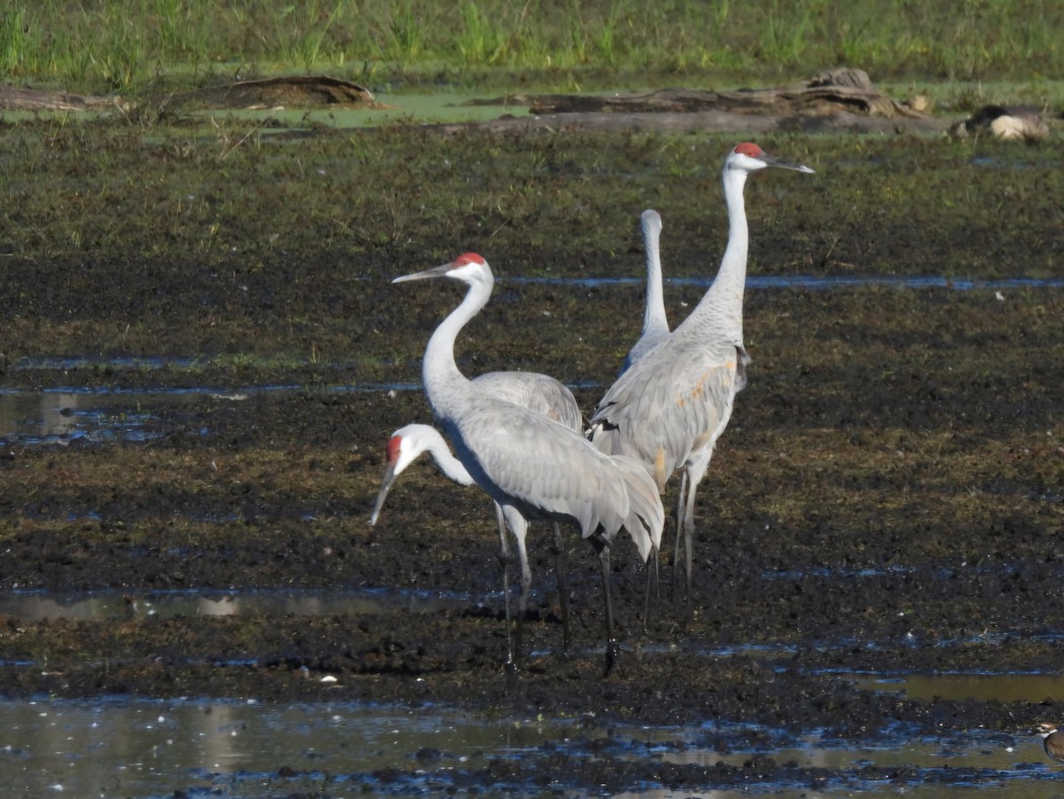 Sandhill Crane - ML644176185