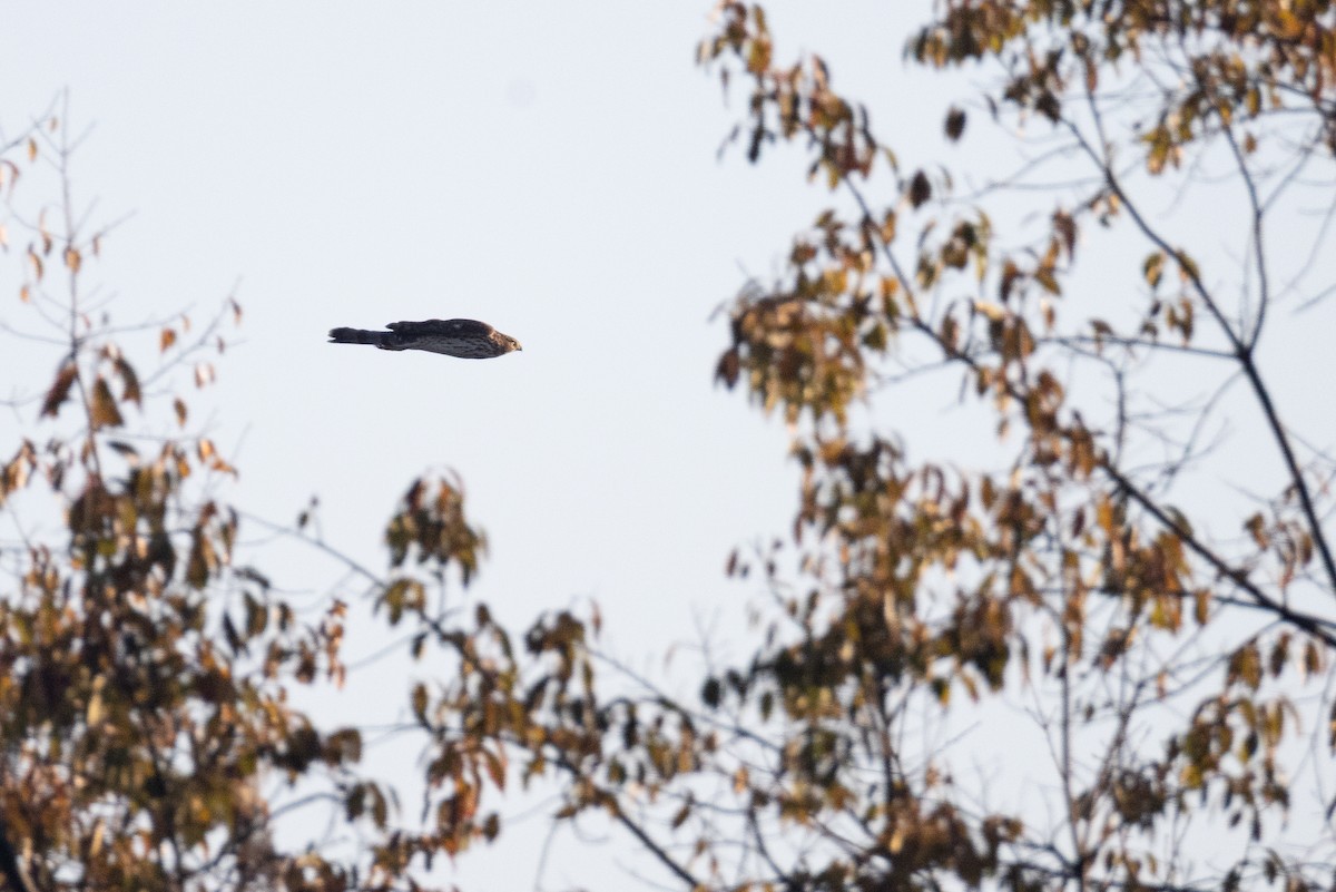 Cooper's Hawk - ML644176202