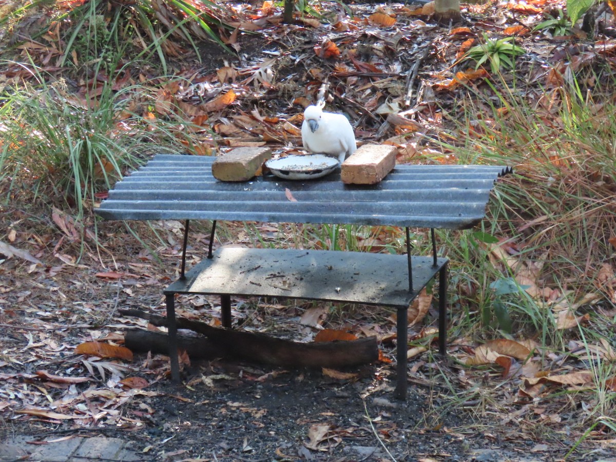 kakadu žlutočečelatý - ML644176203