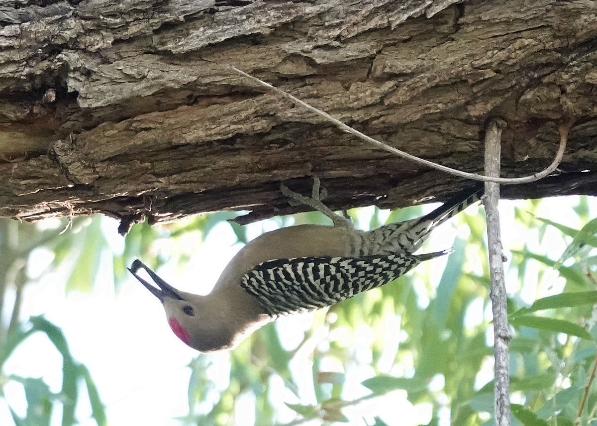 Gila Woodpecker - ML644176207