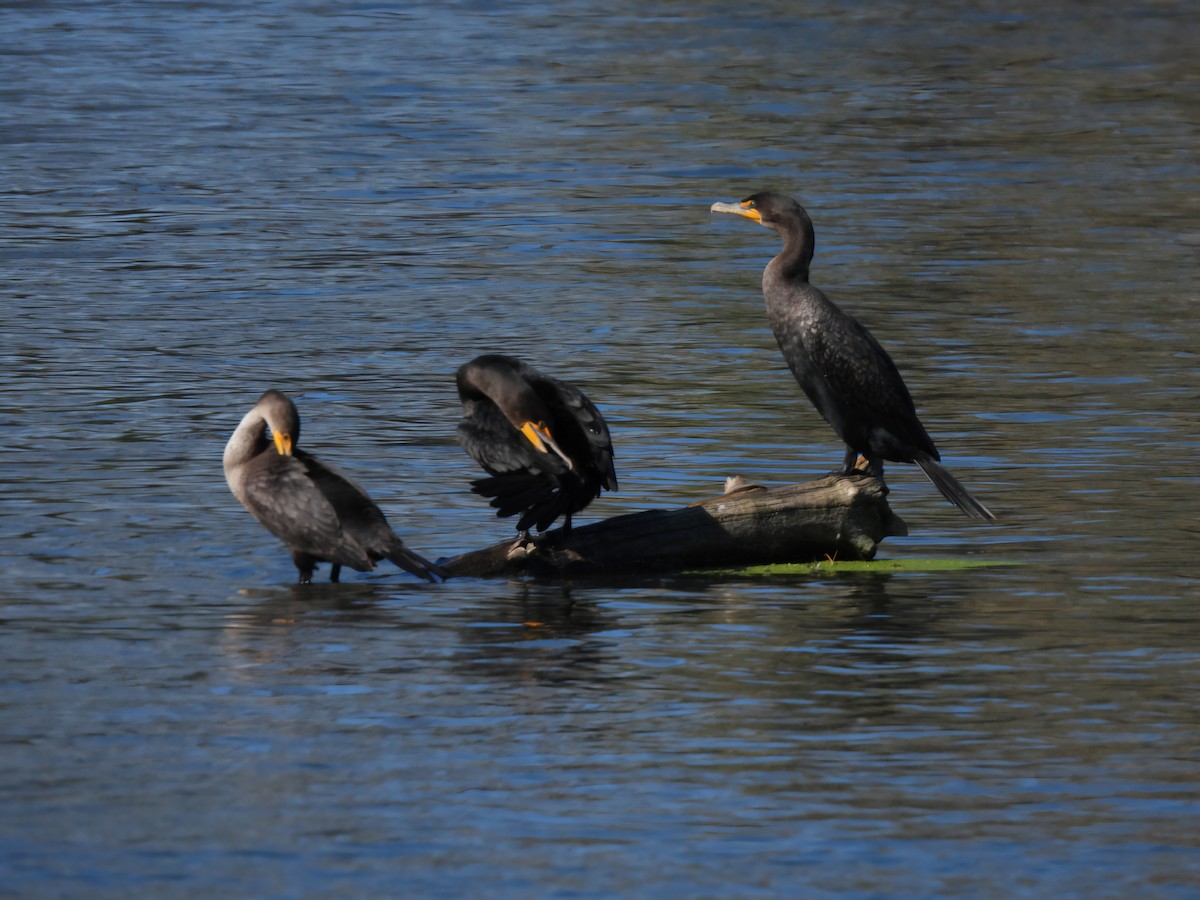 Double-crested Cormorant - ML644176211