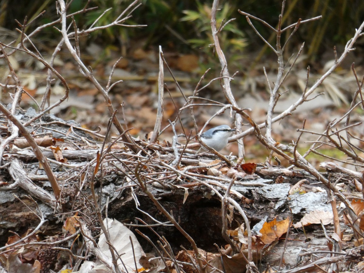 brhlík lesní - ML644176214