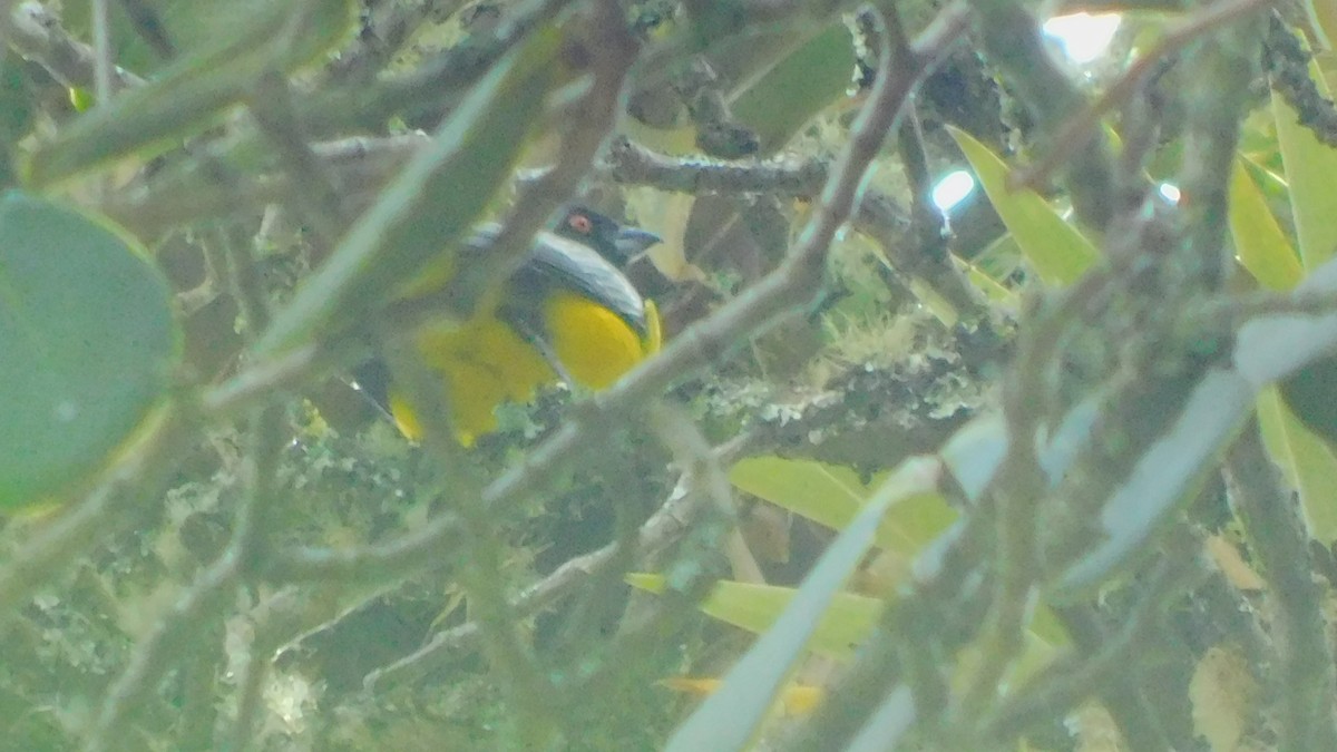 Hooded Mountain Tanager - ML644176216