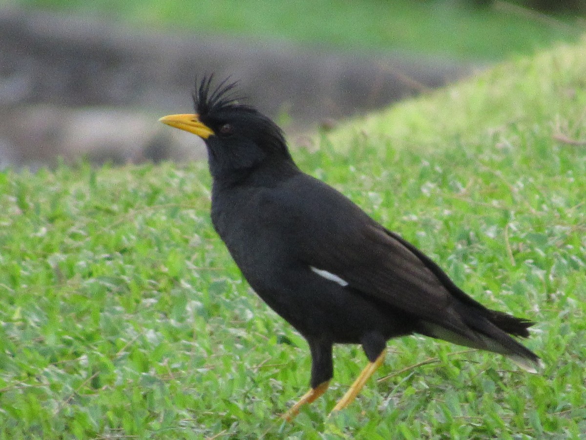 Great Myna - ML644176219