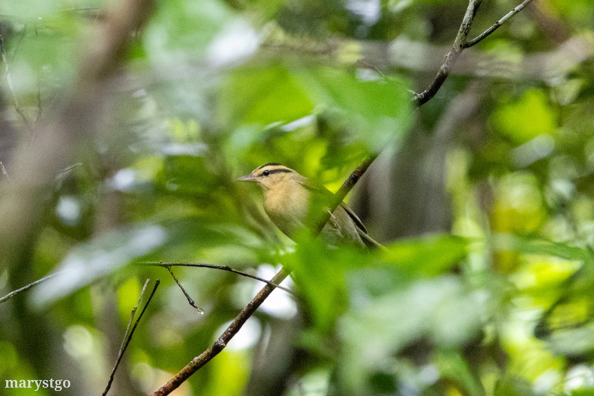 Worm-eating Warbler - ML644176223