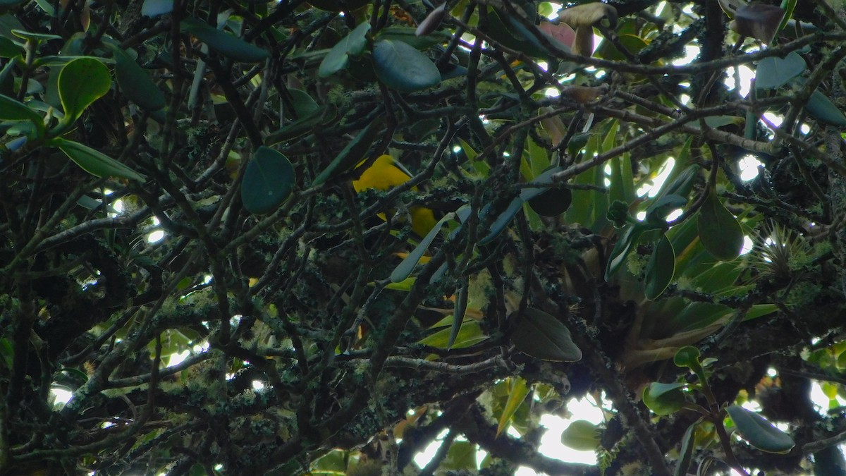 Hooded Mountain Tanager - ML644176235