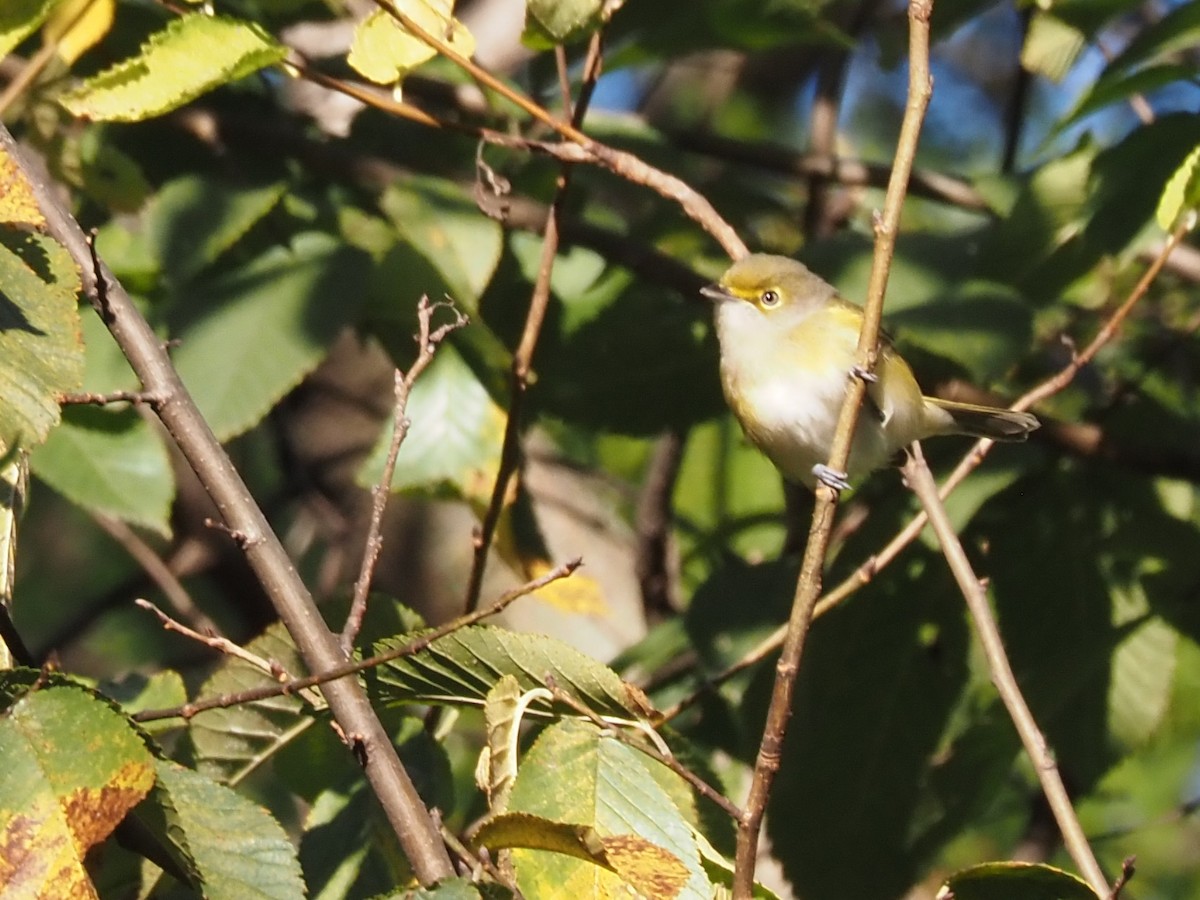 White-eyed Vireo - ML644176236