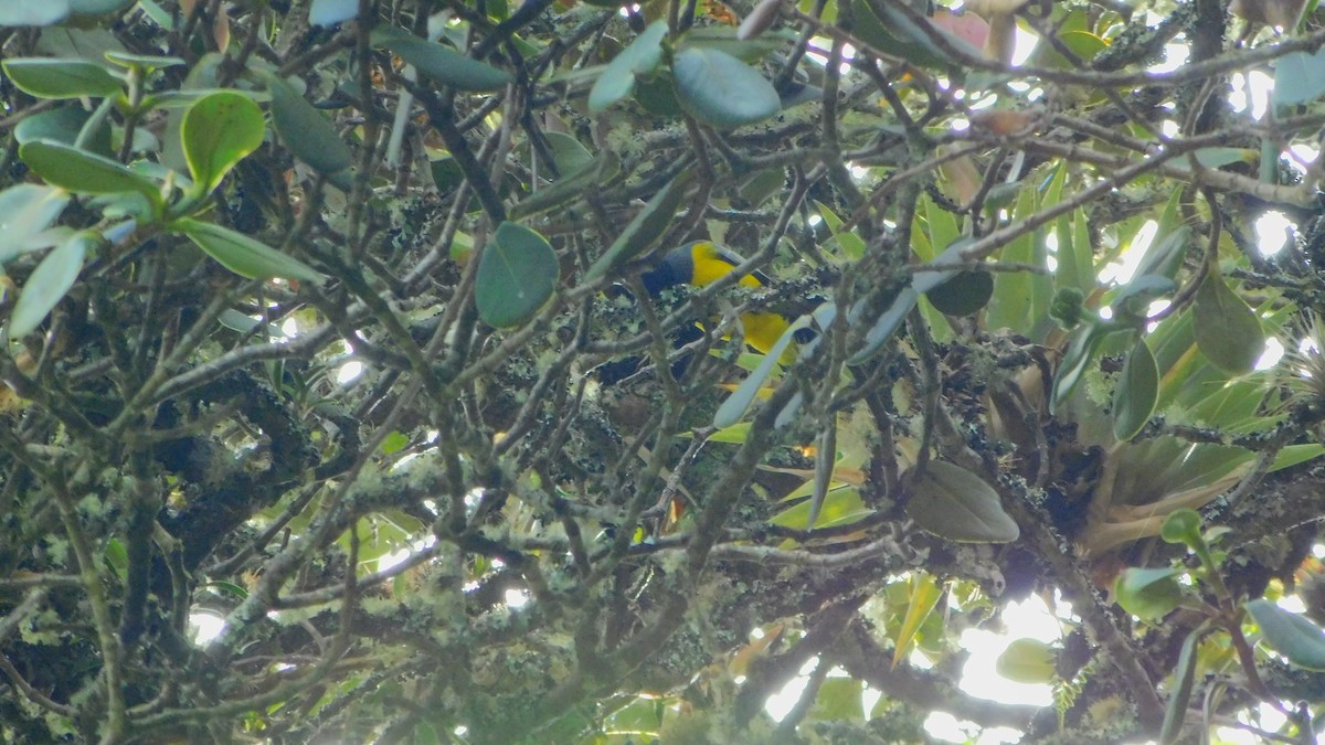 Hooded Mountain Tanager - ML644176238