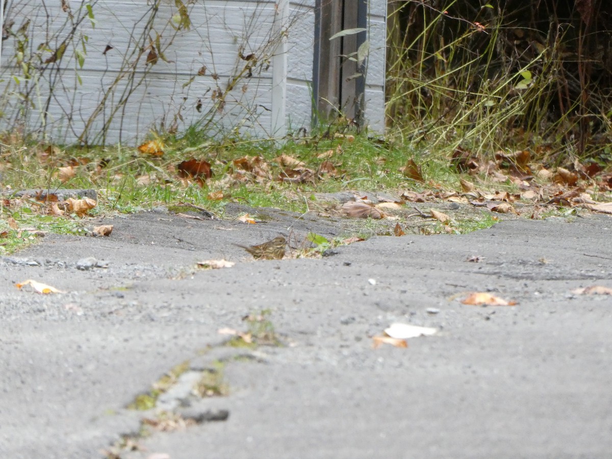 strnad maskový - ML644176242