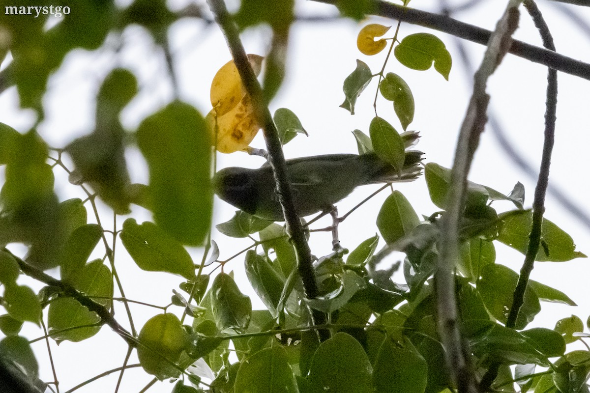 Golden-winged Warbler - ML644176243