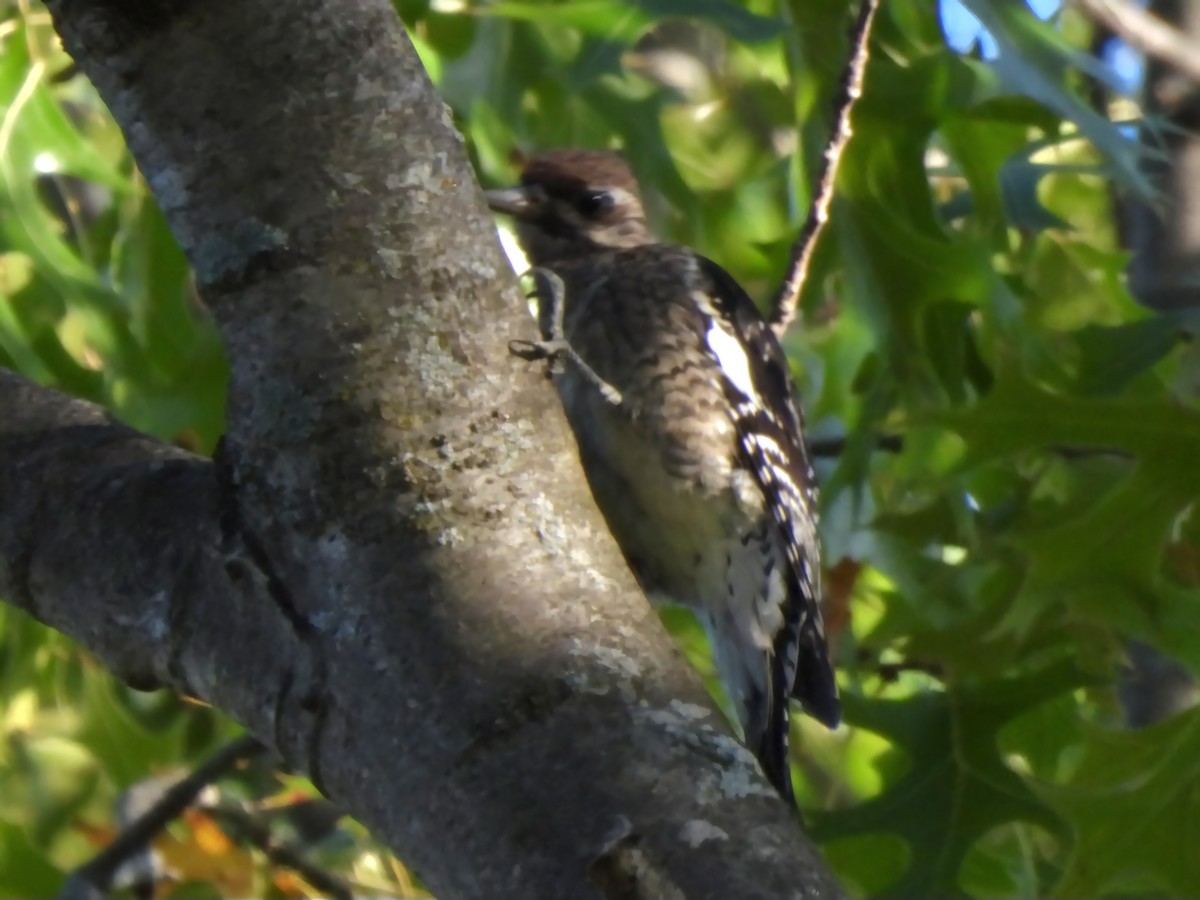 Yellow-bellied Sapsucker - ML644176253