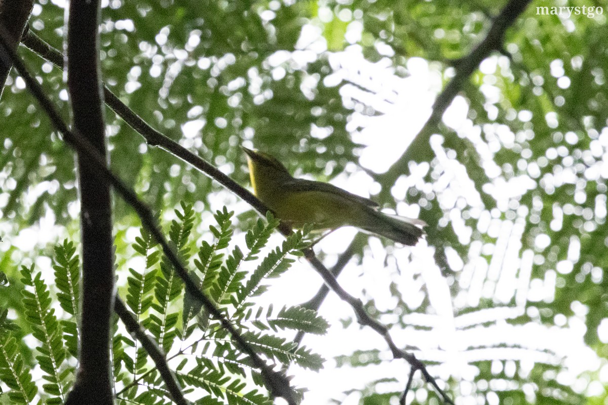 Blue-winged Warbler - ML644176273