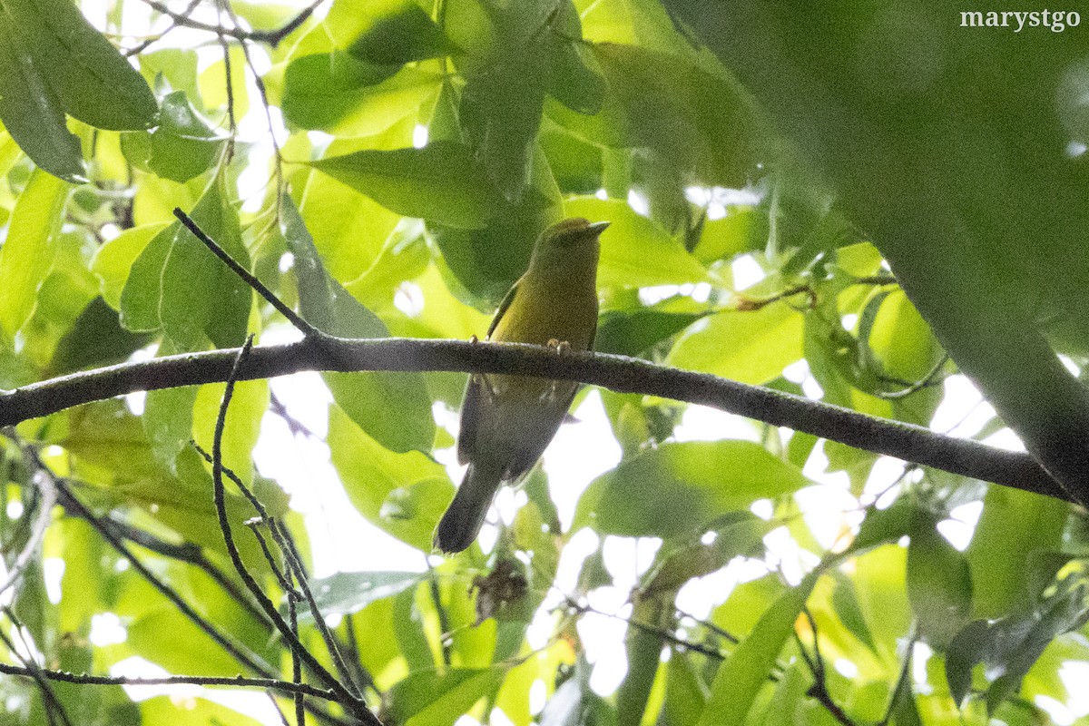 Blue-winged Warbler - ML644176274