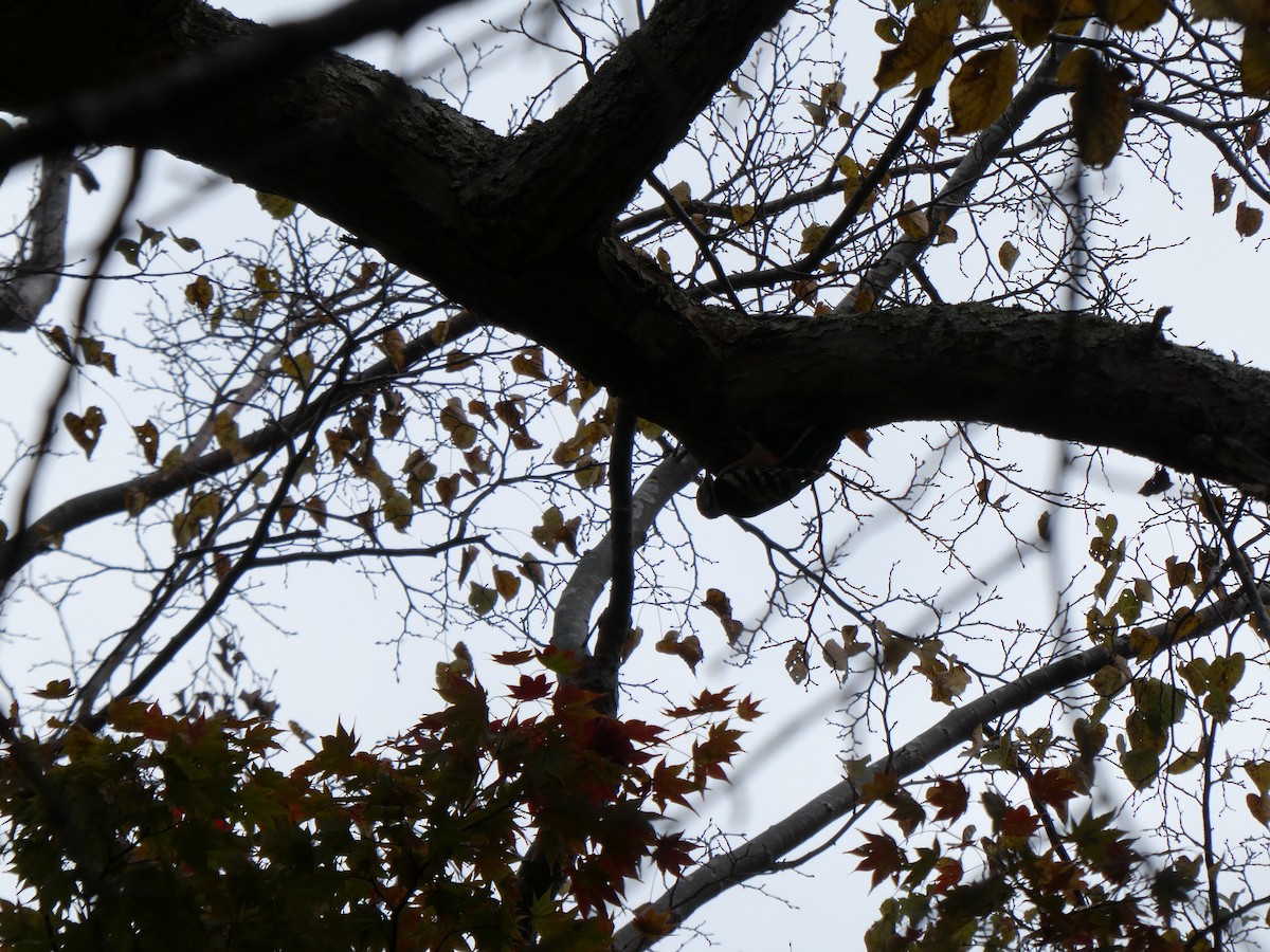 strakapoud bělohřbetý - ML644176284