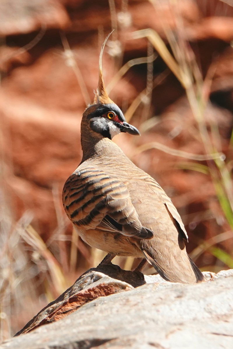 Rotschopftaube - ML644176285