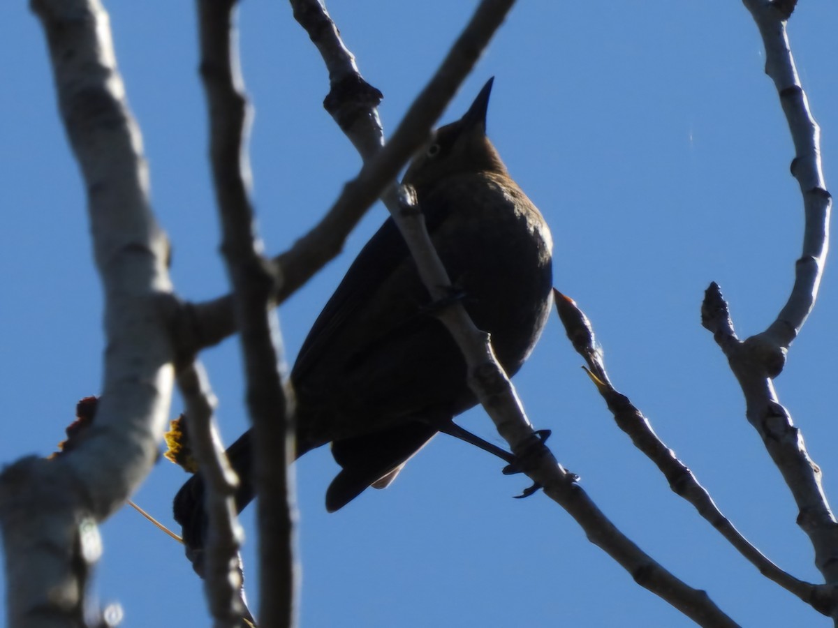 Rusty Blackbird - ML644176290