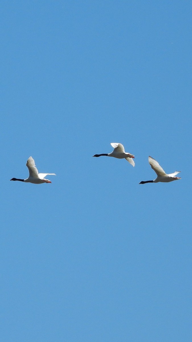Black-necked Swan - ML644176291