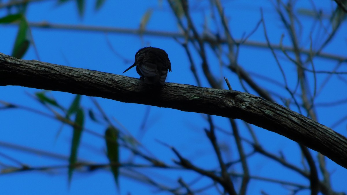 Longuemare's Sunangel - ML644176294