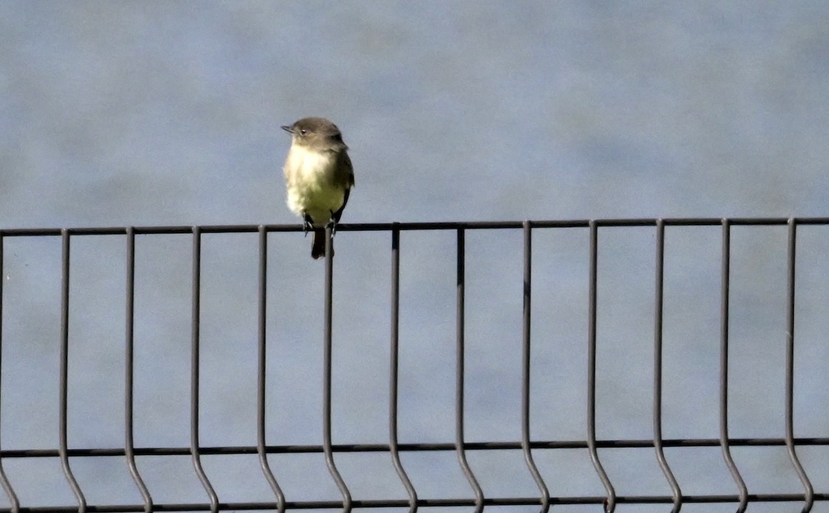 Eastern Phoebe - ML644176295