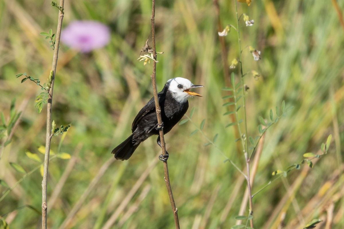 White-headed Marsh Tyrant - ML644176311
