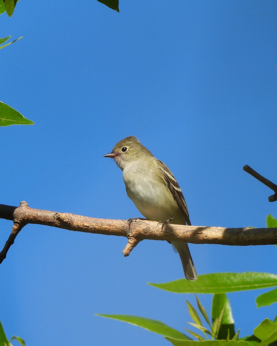 White-crested Elaenia - ML644176315