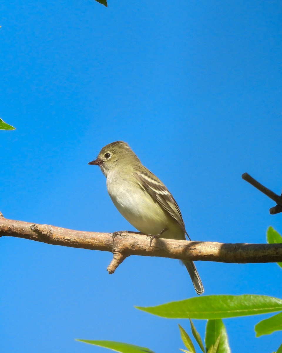 White-crested Elaenia - ML644176316