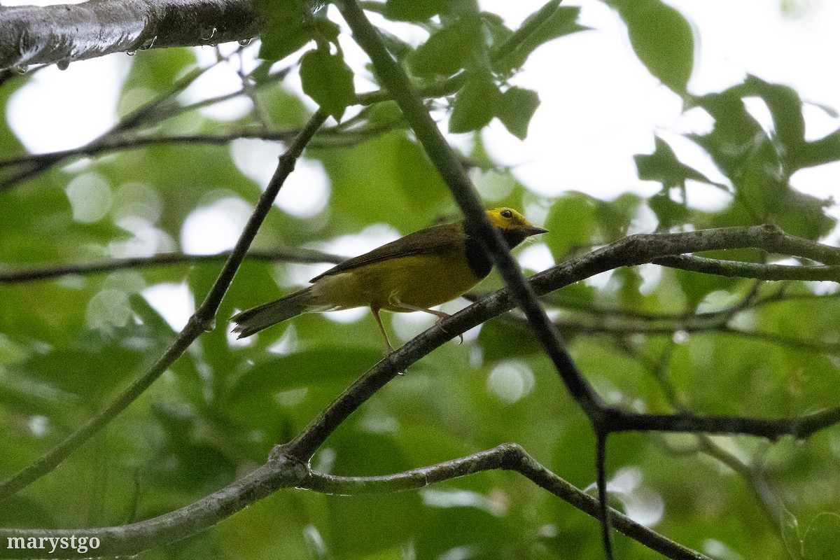 Hooded Warbler - ML644176320