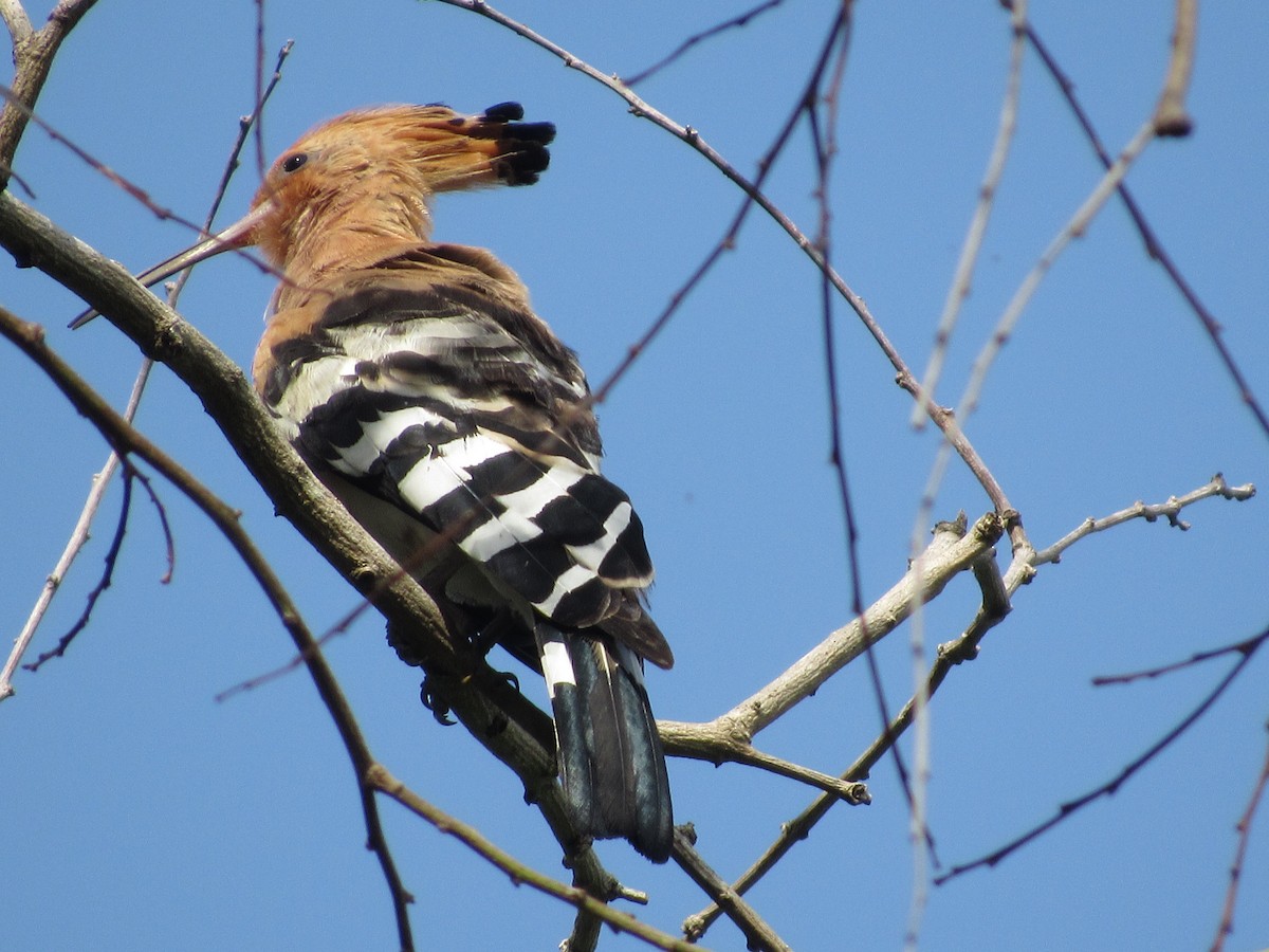 Eurasian Hoopoe - ML644176345