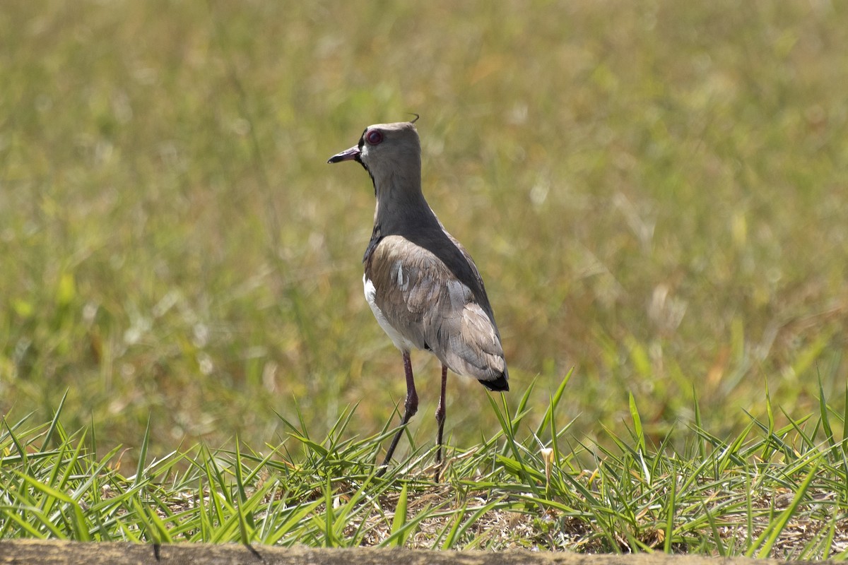Southern Lapwing (lampronotus) - ML644176387