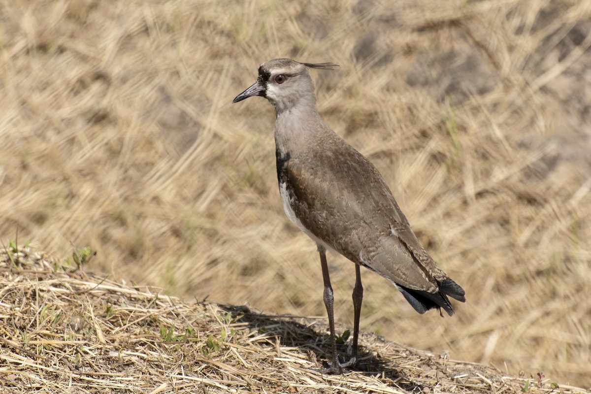 Southern Lapwing (lampronotus) - ML644176388