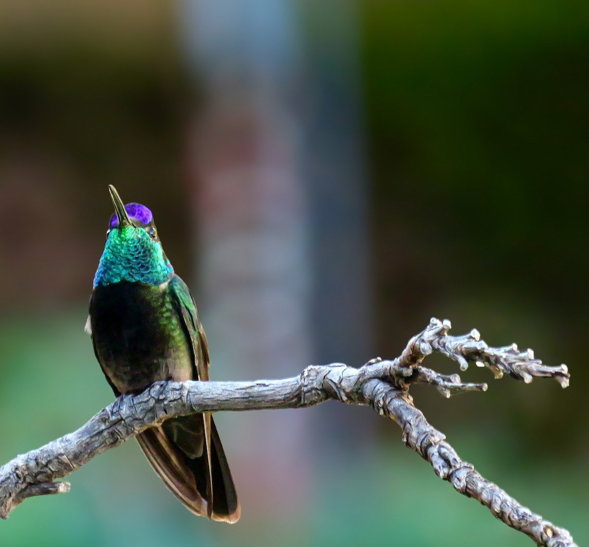 purpurissekolibri - ML644176394