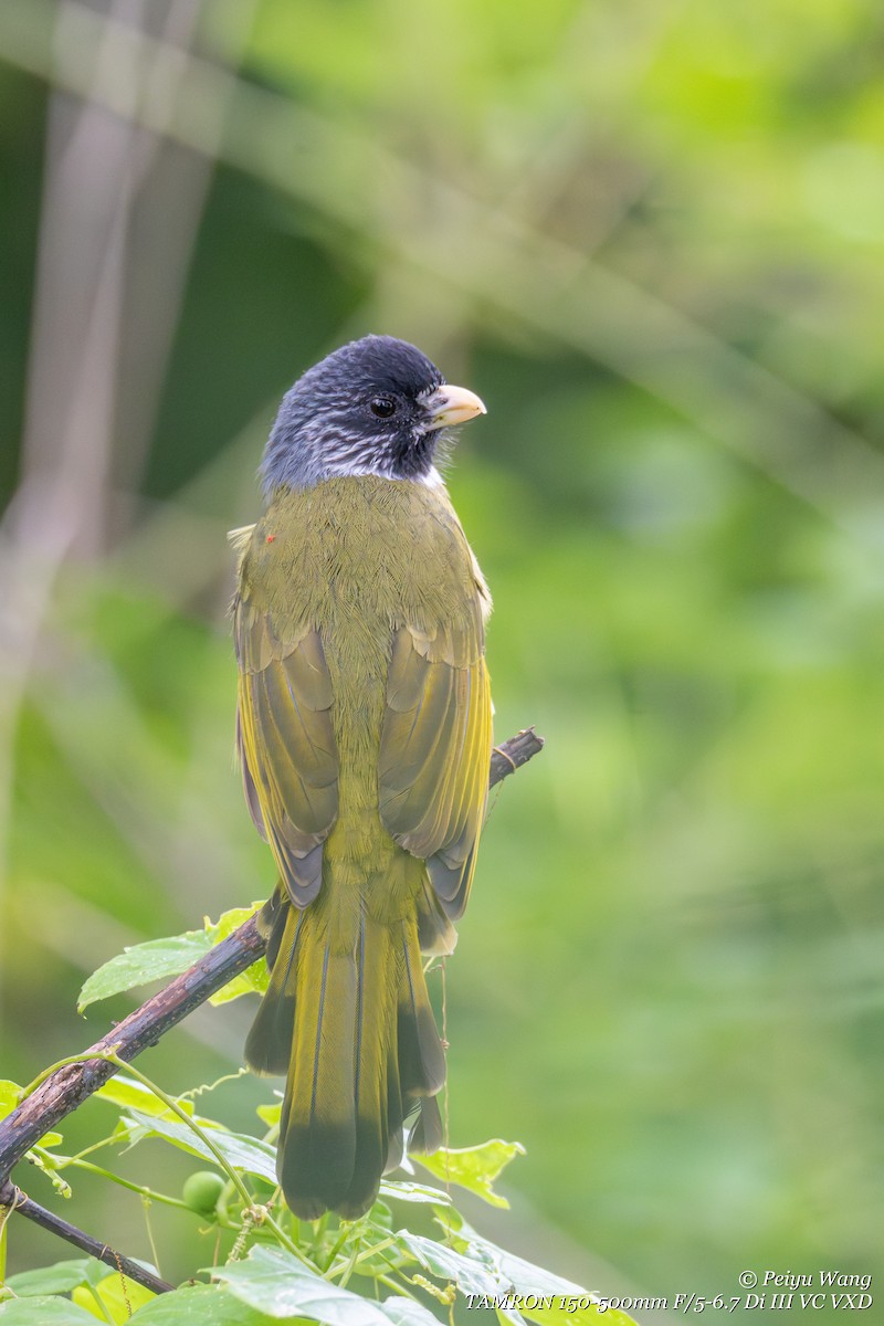 Bulbul à semi-collier - ML644176397