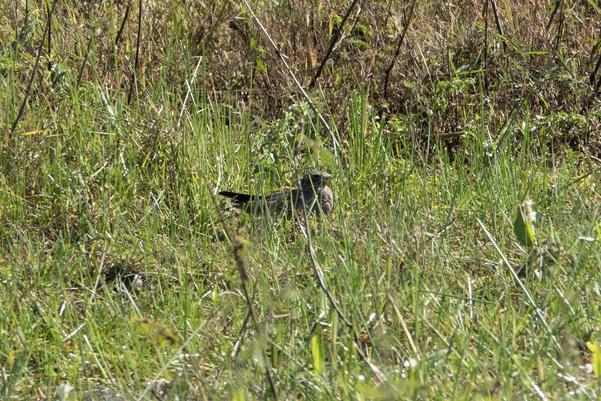 Nacunda Nighthawk - ML644176400