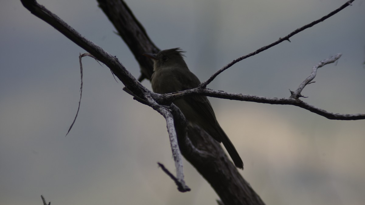 Greater Pewee - ML644176428