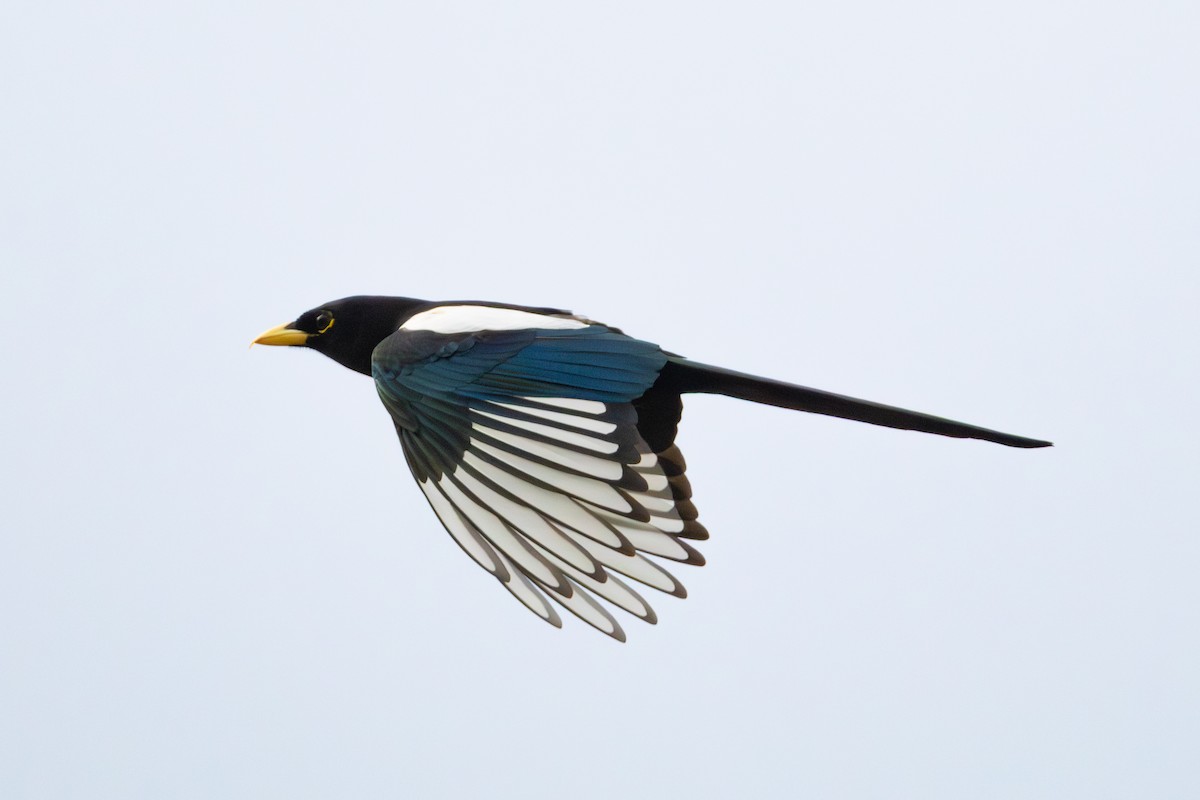 Yellow-billed Magpie - ML644176429