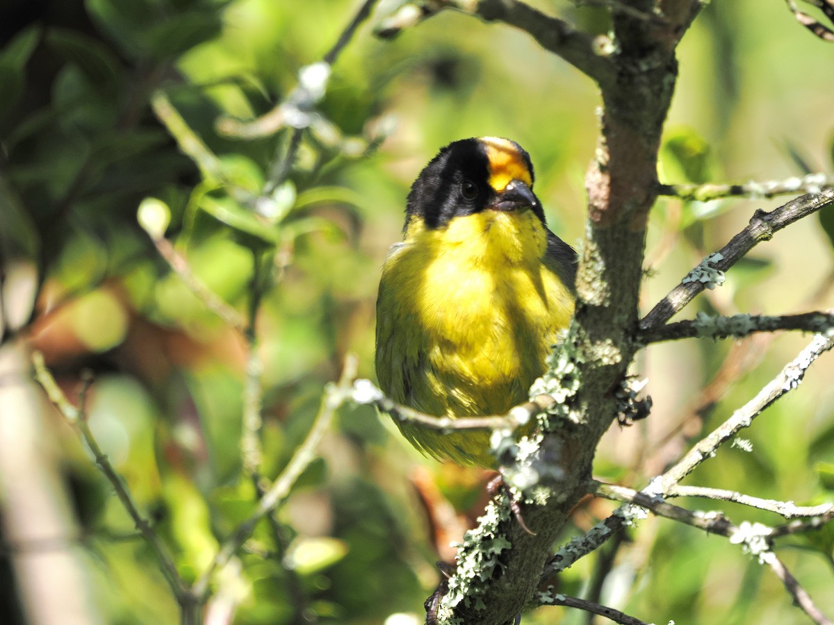 Pale-naped Brushfinch - ML644176430