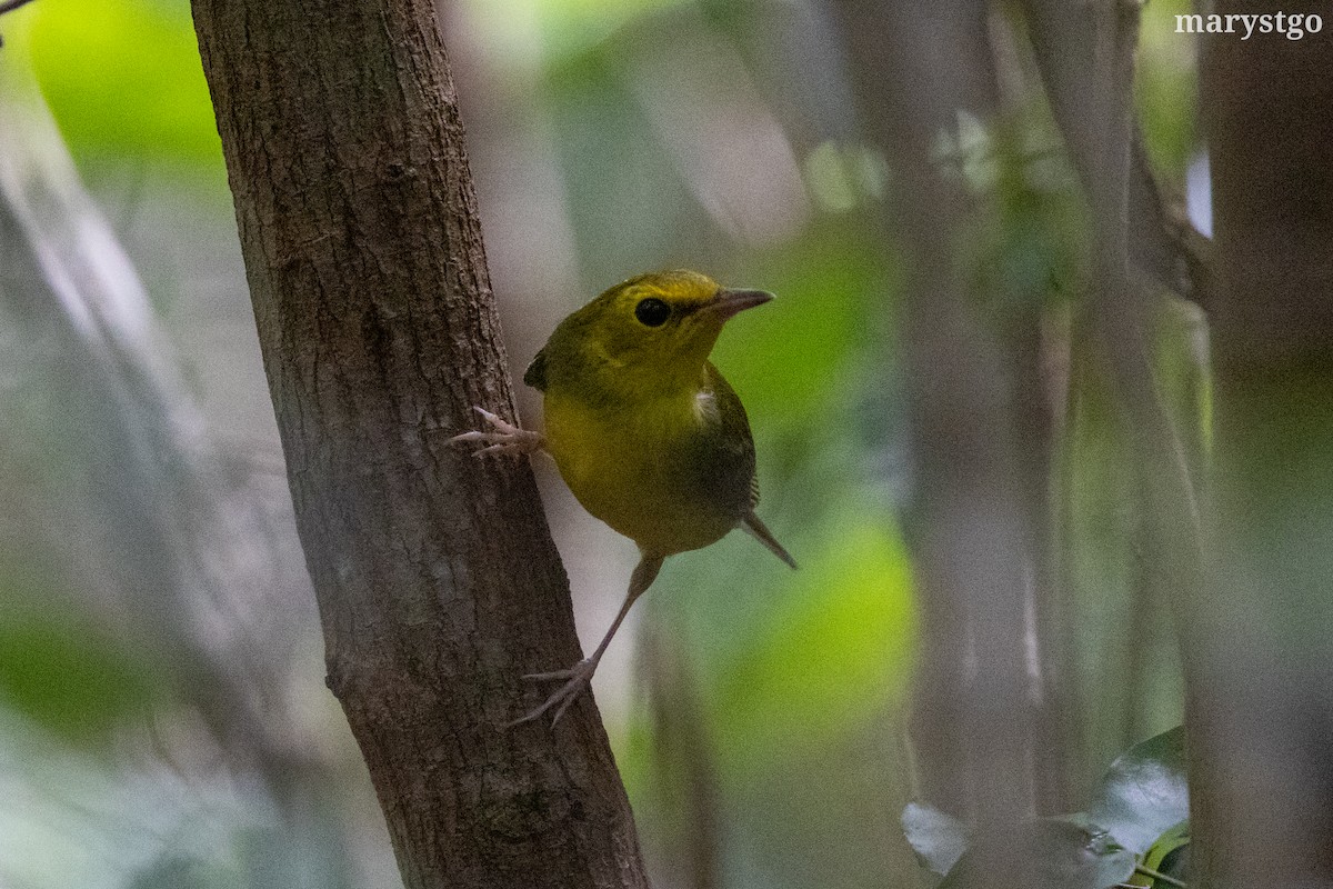 Hooded Warbler - ML644176433