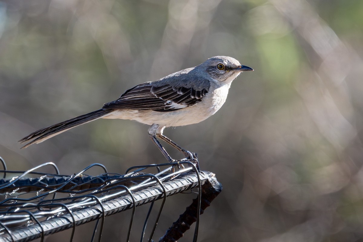 Northern Mockingbird - ML644176435