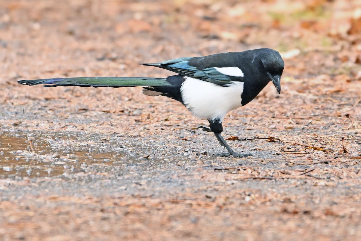 Black-billed Magpie - ML644176437