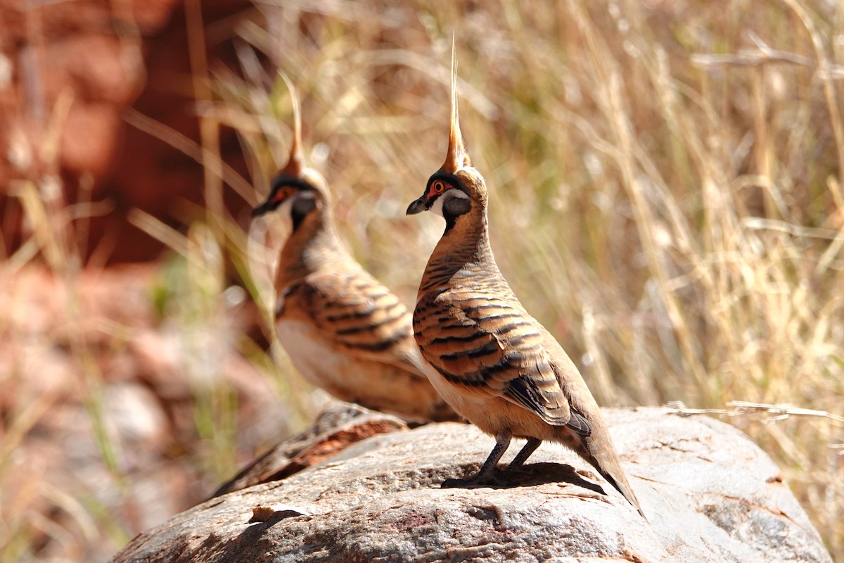 Rotschopftaube - ML644176452