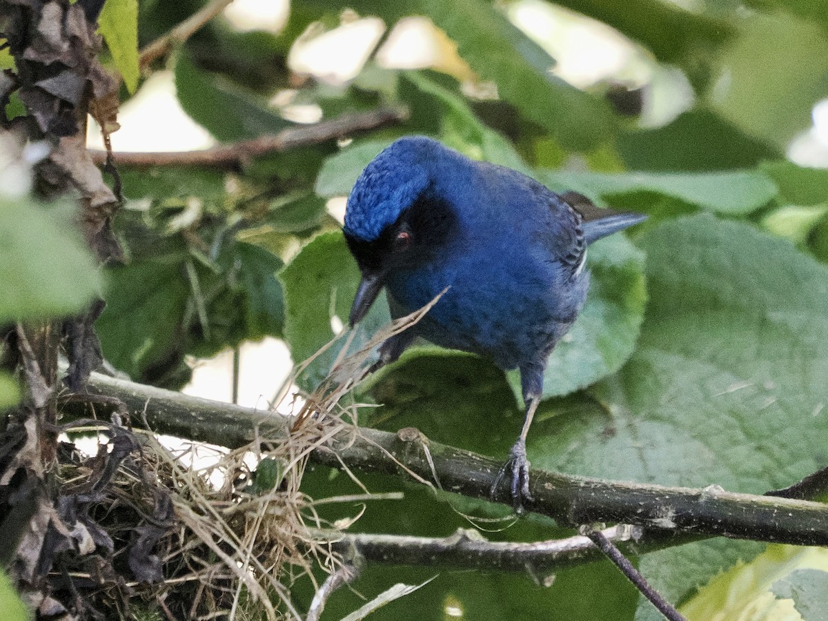 Masked Flowerpiercer (cyanea Group) - ML644176457