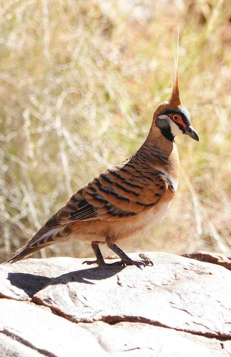 Rotschopftaube - ML644176459