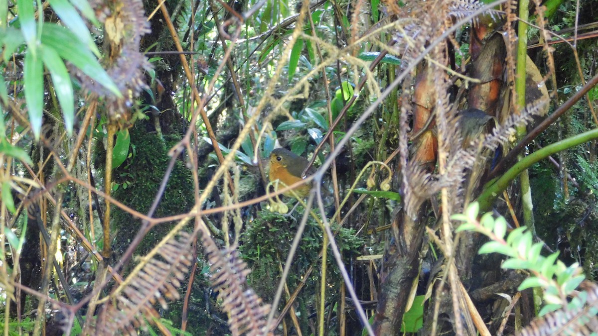 Slate-crowned Antpitta - ML644176463