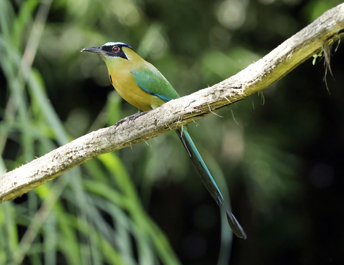 レッソンハチクイモドキ - ML644176488