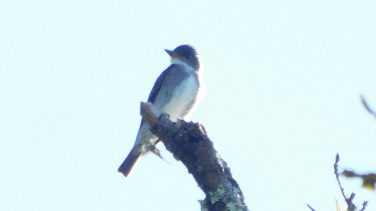 Olive-sided Flycatcher - ML644176490