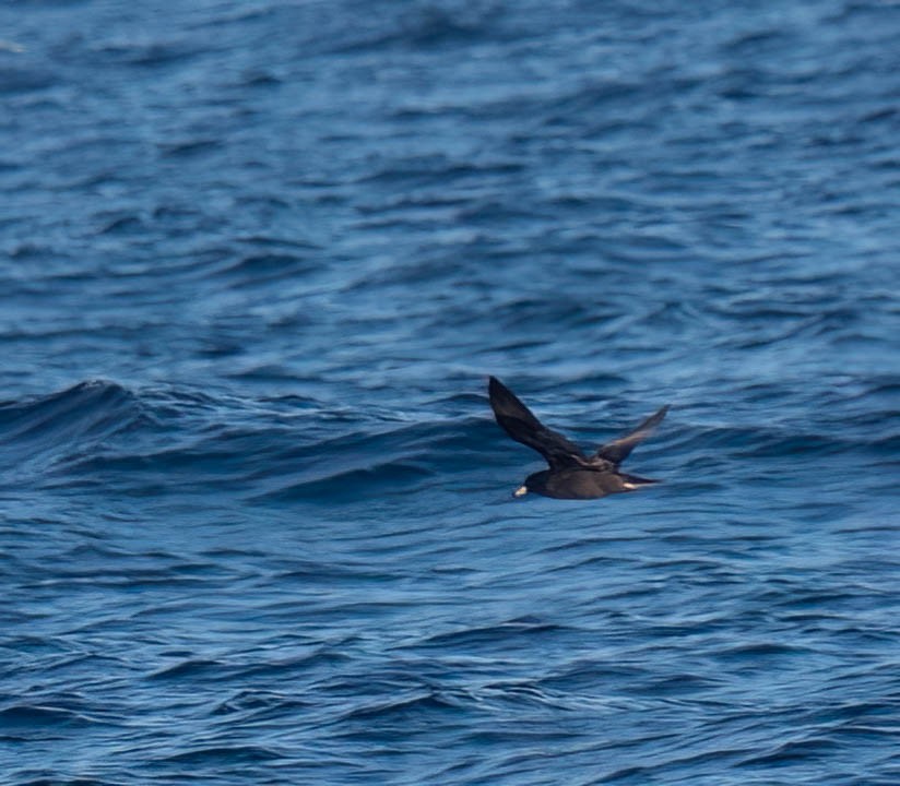 lysbeinlire - ML644176506