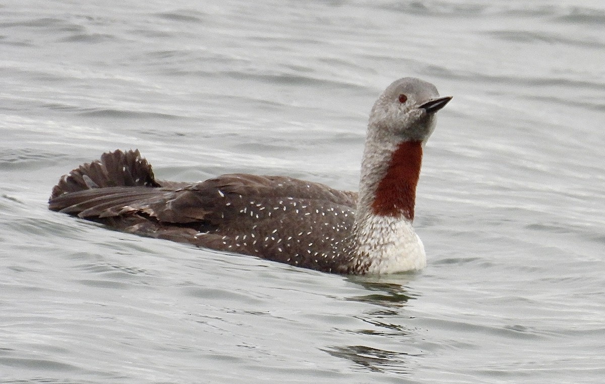Red-throated Loon - ML644176527